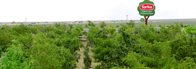 Number of Trees, Planted in Konya Seker and Torku Forests exceeded 10 Million