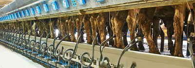 Erentepe ve Gevrekli Süt Üretim Çiftliği Kuruldu