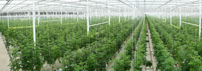 Greenhouses were put into Service