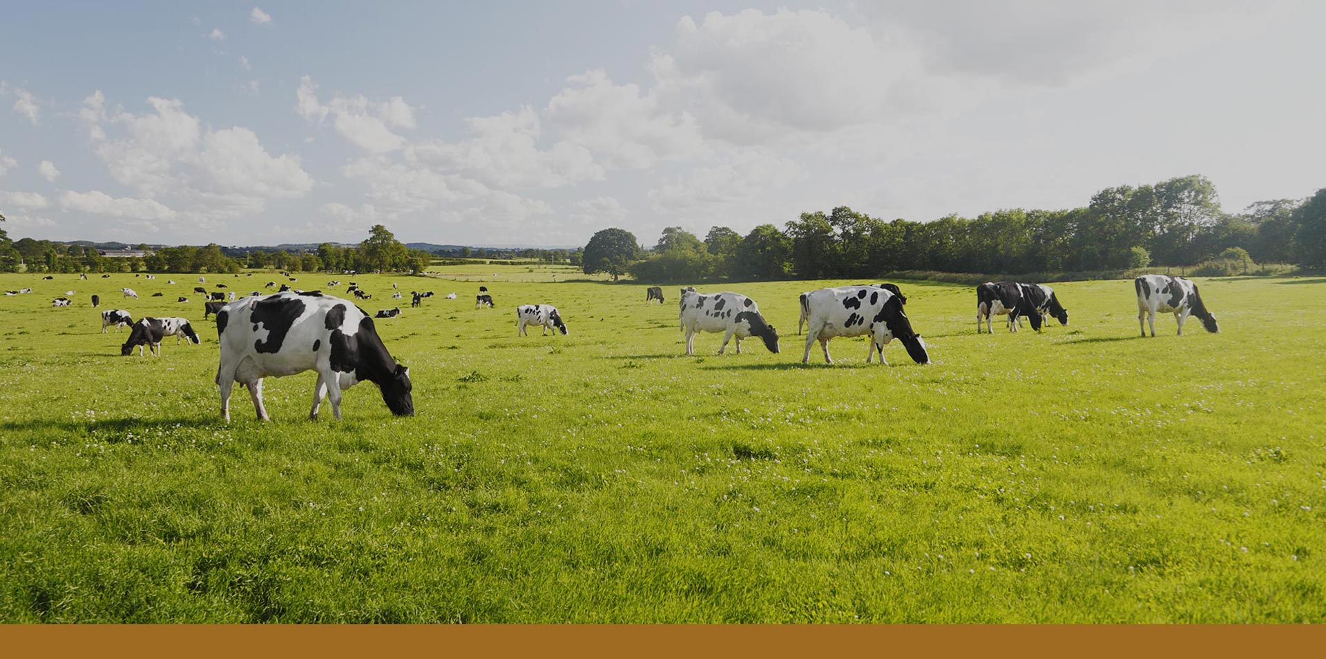 Torku Şişe Ayranlar